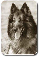 Belgian Shepherd Dog Tervueren AMOR z Rje Sidy