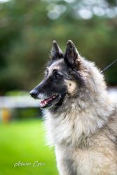 Tervueren Cookie Agatha Sammar Bohemia