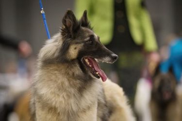 Tervueren Cookie Agatha Sammar Bohemia