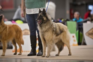 Tervueren Cookie Agatha Sammar Bohemia