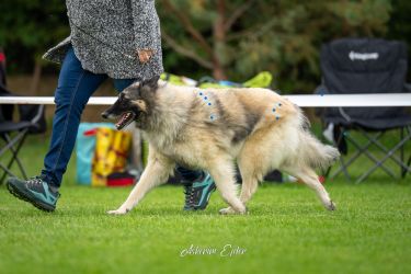 Tervueren Cookie Agatha Sammar Bohemia